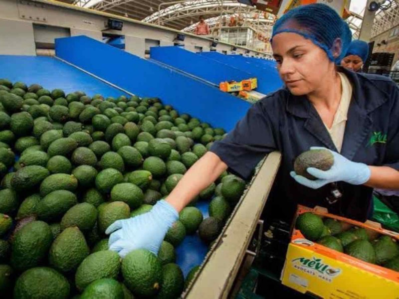 Crece valor de las exportaciones agroalimentarias mexicanas