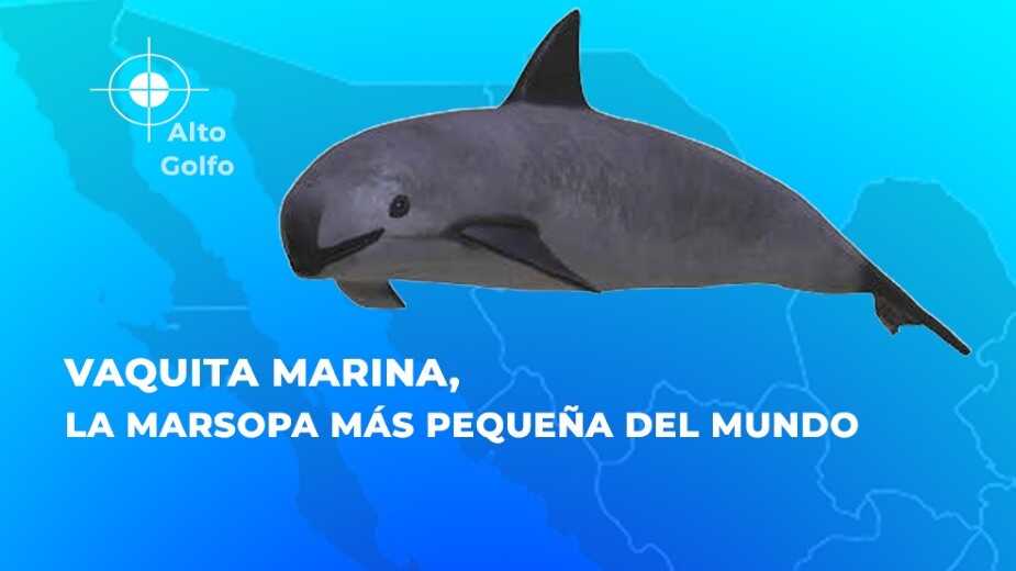 Gobierno mexicano refuerza medidas para proteger a la vaquita marina