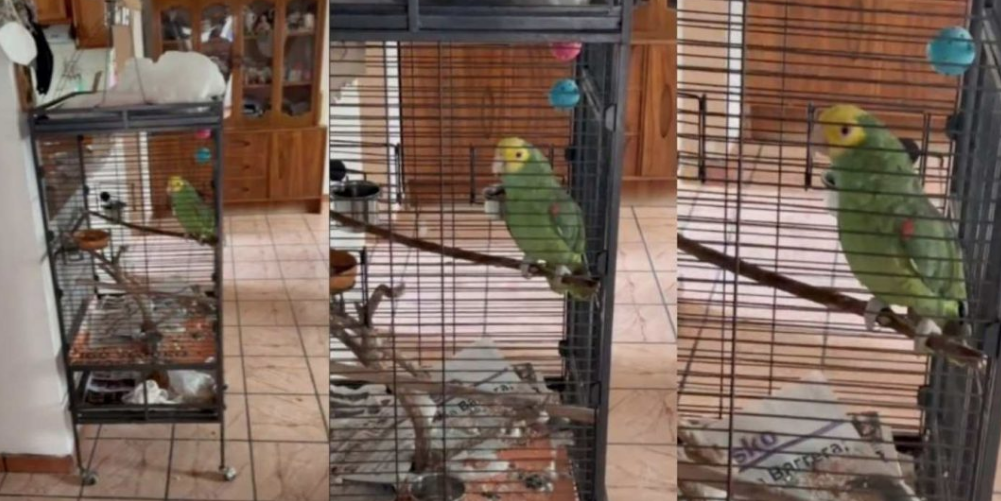 Perico engaña a testigos de Jehová y los hace esperar por media hora