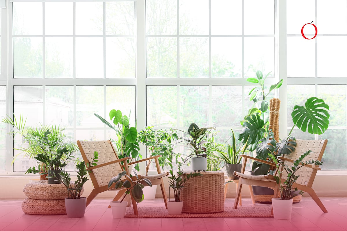 Estas plantas podrían estar saboteando la energía de tu casa, según el feng shui